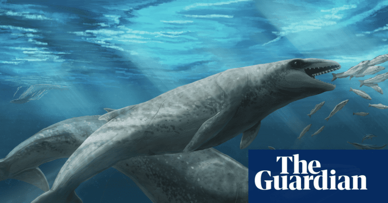 ‘Deceptively cute’ ancient whale with razor-sharp teeth and eyes the size of tennis balls discovered in Australia | Whales