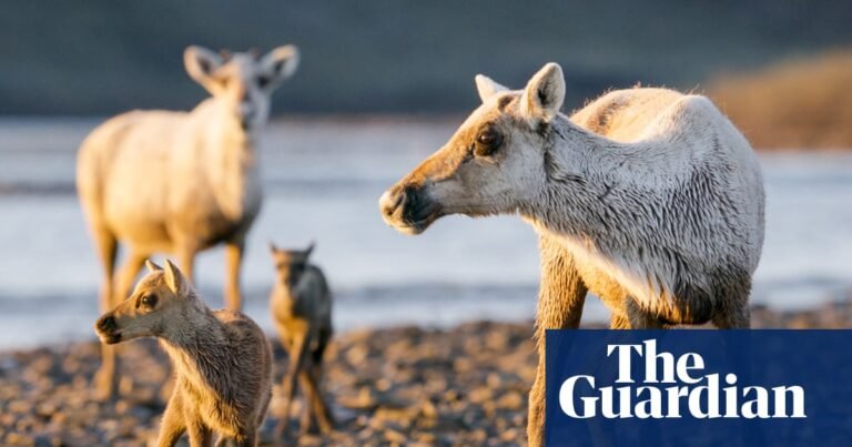 ‘Erasure of years of work’: outcry as White House moves to open Arctic reserve to oil and gas drilling | Alaska