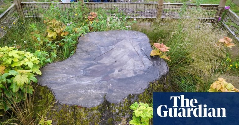 Artists given chance to use wood from felled Sycamore Gap tree | Conservation