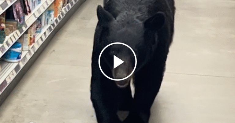Bear Walks the Aisles in Dollar Store
