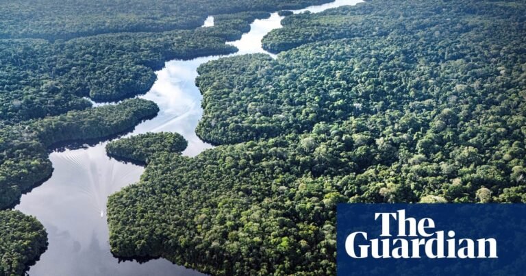 Big trees in Amazon more climate-resistant than previously believed | Climate crisis