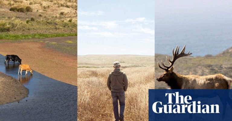 Bucolic battlefield: a California seashore says goodbye to dairy farms – and hopes to heal | California