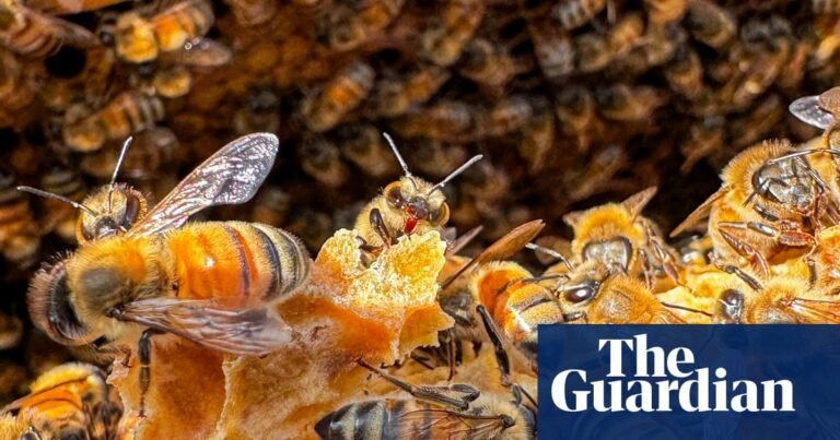 Canadian apiary store owner foils honey heist by marauding swarm of ‘robber bees’ | Canada Canadian apiary store owner foils honey heist by marauding swarm of ‘robber bees’ | Canada