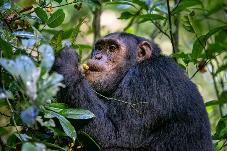 Chimpanzee Consumption of Boozy Fruit May Illuminate Roots of Humanity’s Love of Alcohol