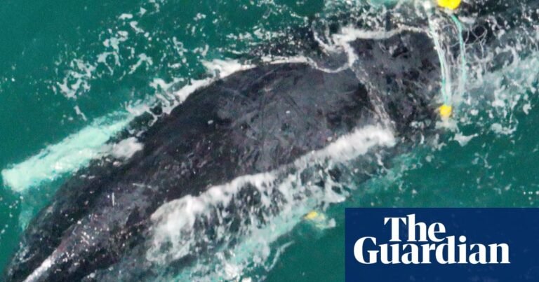 Crisafulli insists on more shark nets to protect human lives despite trapped mother and baby whale | Queensland