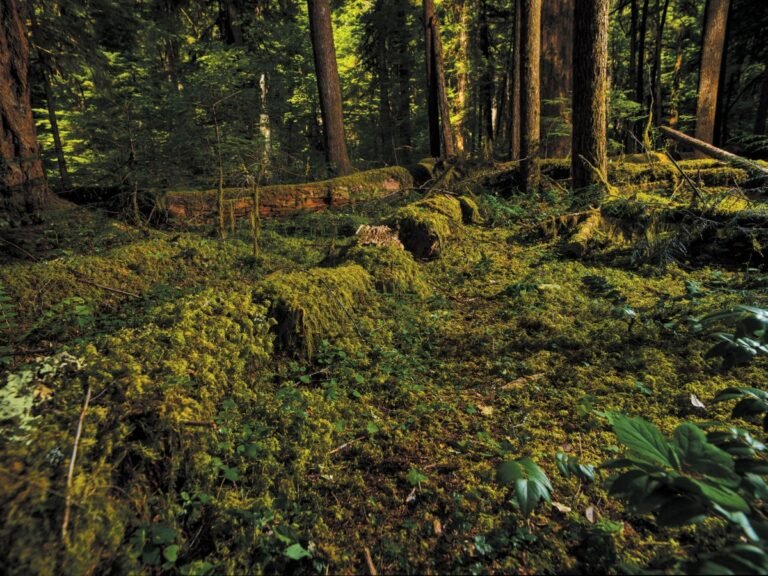 Dead Trees Hide a Complex World Crucial to Forest Ecology and Climate