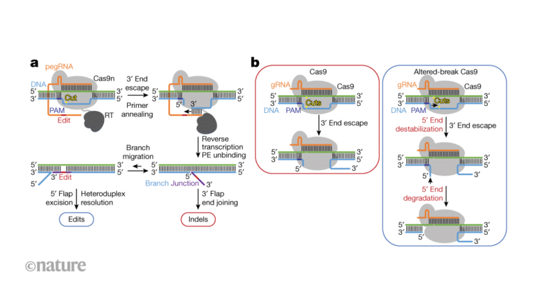 Engineered enzymes can suppress genome-editing errors