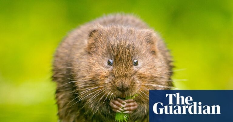 Fears for England riverbank habitats amid relaxed post-Brexit rules | Wildlife Fears for England riverbank habitats amid relaxed post-Brexit rules | Wildlife