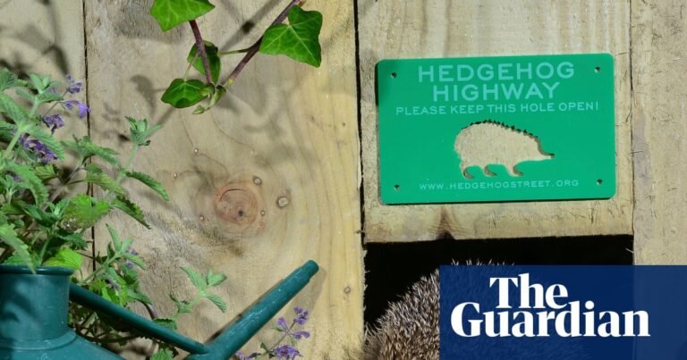 Hedgehog highways could become requirement for new buildings | Animals