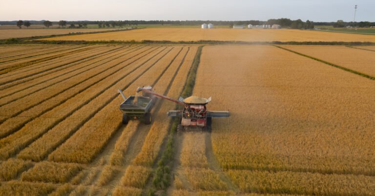 How an Illinois Farmer Turned Flooded Farmland Into Rice Paddies — ProPublica