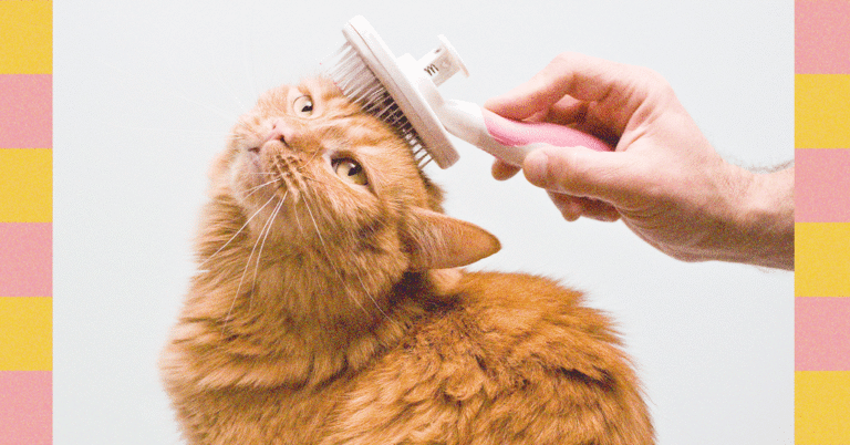 How to Clean Your Dog's Ears and Clip Your Cat's Nails—Experts Weigh In (2025)