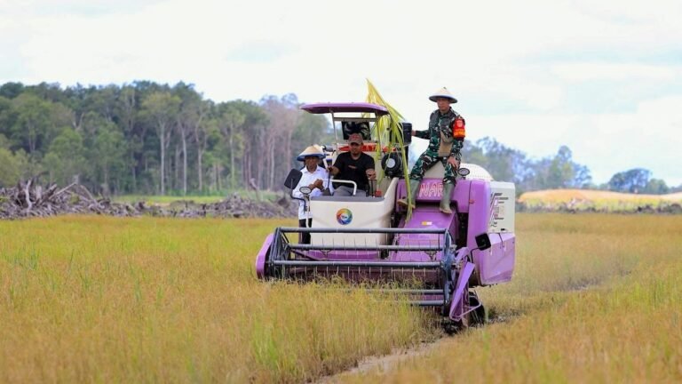 In Indonesia’s Rainforest, a Mega-Farm Project Is Plowing Ahead