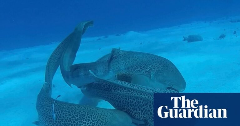 Leopard sharks mating in the wild captured on camera for first time – video Leopard sharks mating in the wild captured on camera for first time – video