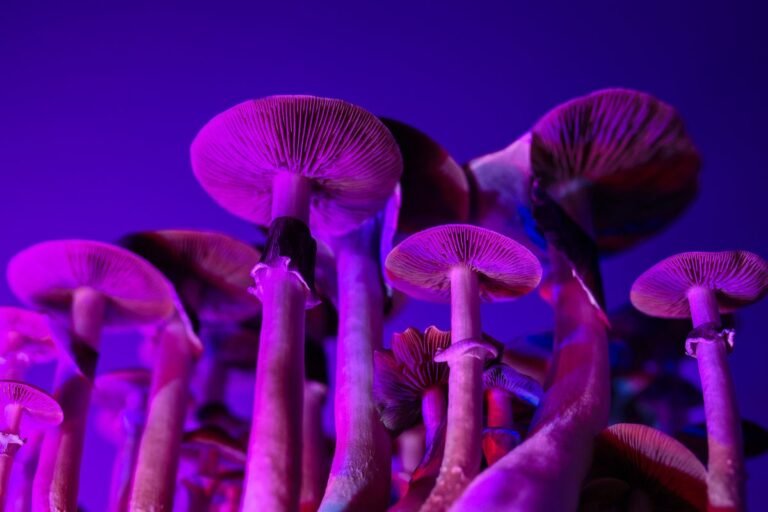 Magic Mushroom Edibles Found to Contain No Psilocybin Magic Mushroom Edibles Found to Contain No Psilocybin