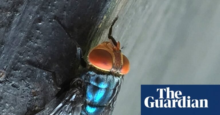 Maryland screwworm case has US officials bracing for return of an old foe | US news