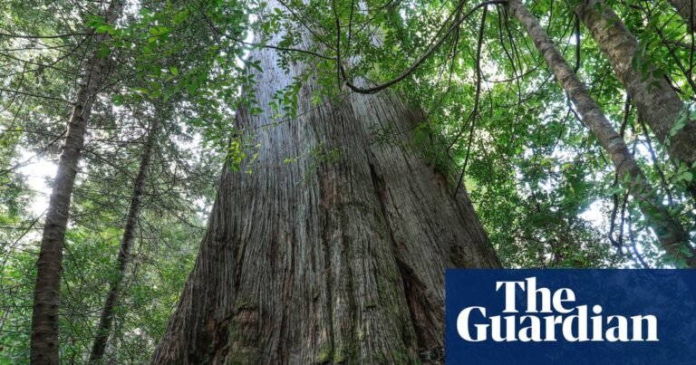 Native forest logging must end in order to reach Labor’s emissions reduction target, expert says | Labor party