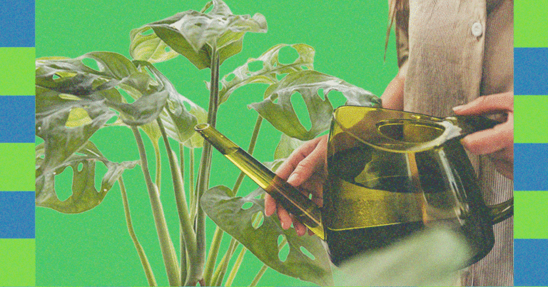 Plant Care Tips for the Winter, According to Experts (2025)