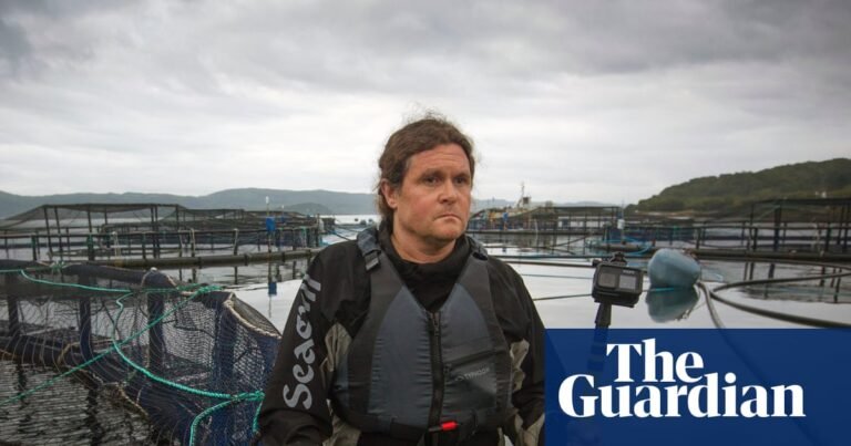 Salmon farmer accused of blocking UK investigations into alleged animal rights breaches | Fishing industry Salmon farmer accused of blocking UK investigations into alleged animal rights breaches | Fishing industry