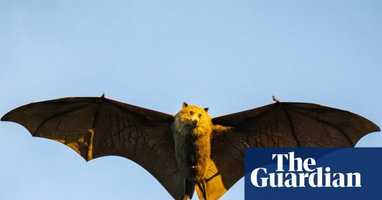 Scientists fear this ‘cute’ and ‘chonky’ flying fox could be one cyclone away from extinction | Environment