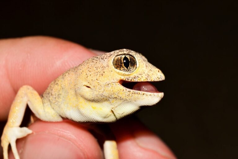 Six New Gecko Species Discovered by Loud Barking Mating Calls Six New Gecko Species Discovered by Loud Barking Mating Calls