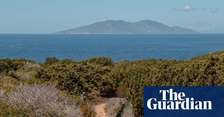 The island that banned hives: can honeybees actually harm nature? | Bees The island that banned hives: can honeybees actually harm nature? | Bees