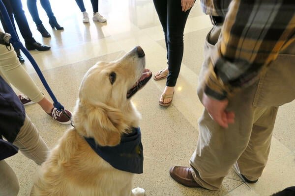 Therapy Dogs Boost Graduate Student Well-Being Therapy Dogs Boost Graduate Student Well-Being