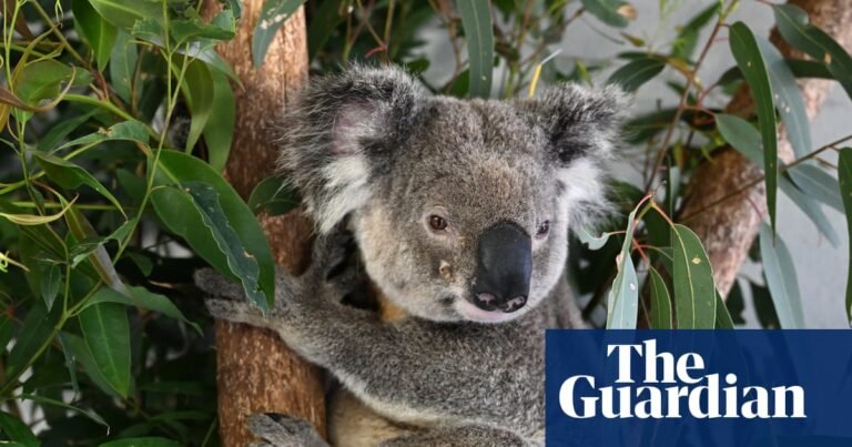 Week in wildlife: a huge tuna, cows on the lawn and a Dorset beaver’s adventure