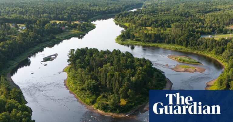 ‘It’s an all-you-can-eat buffet’: striped bass in a Canadian river are gobbling up all the salmon. Is a mass cull the answer? | Fish