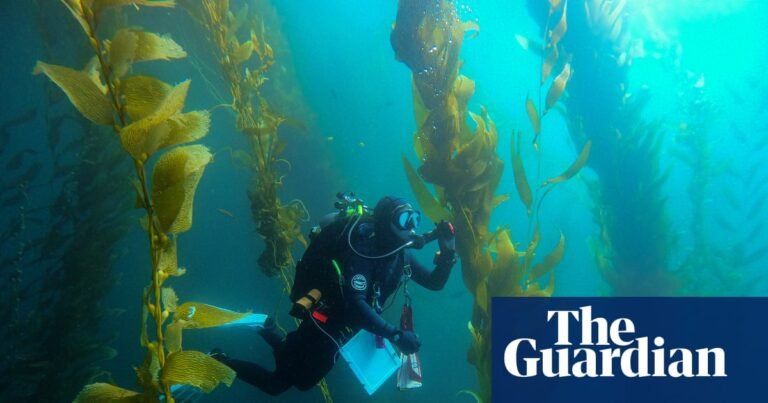 ‘The forgotten forest’: how smashing 5.6m urchins saved a California kelp paradise | California