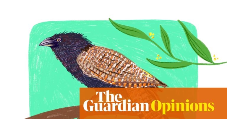 A pheasant coucal is a mass of contradictions: a bewildered bravo rolling through my house like a feathered wrecking ball | Bronwen Scott A pheasant coucal is a mass of contradictions: a bewildered bravo rolling through my house like a feathered wrecking ball | Bronwen Scott