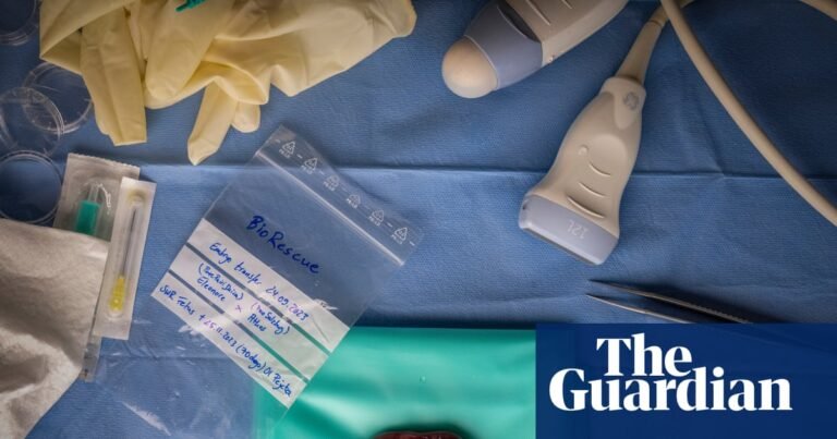 A tiny rhino foetus developed by IVF: Jon A Juárez’s best photograph | Photography A tiny rhino foetus developed by IVF: Jon A Juárez’s best photograph | Photography