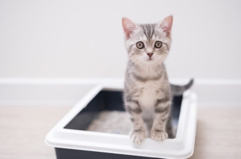 AI Can Predict Cat Health From Litter Box Visits