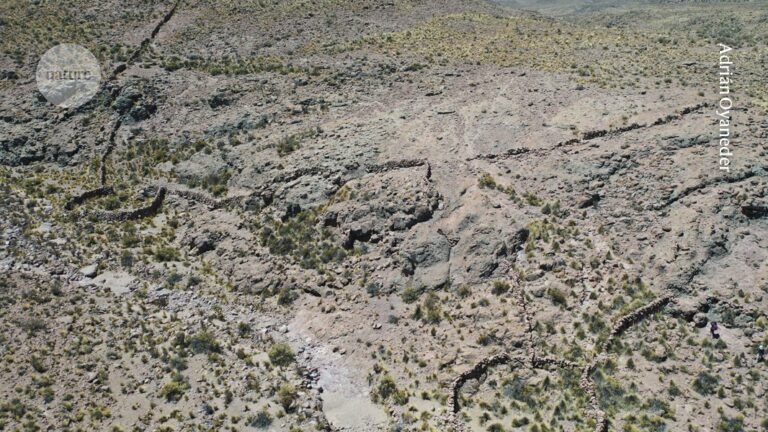Andean peoples hunted and gathered long after they embraced farming