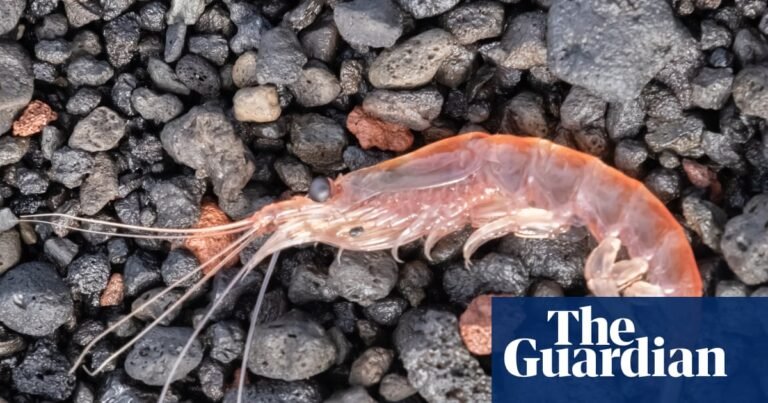 Antarctic krill: how did a paperclip-sized crustacean cause a diplomatic row – and why are they so important? | Antarctica Antarctic krill: how did a paperclip-sized crustacean cause a diplomatic row – and why are they so important? | Antarctica