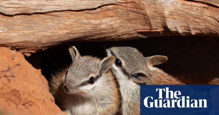 Baby numbats spotted at two wildlife sanctuaries in hopeful sign for one of Australia’s rarest marsupials | Endangered species