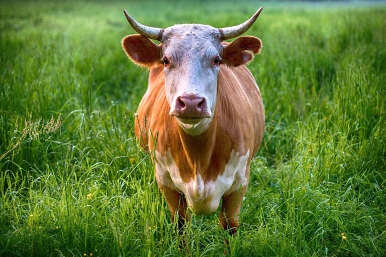 Biggest Meat Producers Unleashing More Methane Than Biggest Oil Firms