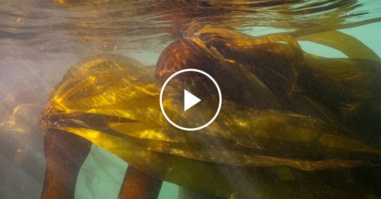 Bringing Back California’s Kelp Forests One Smash at a Time