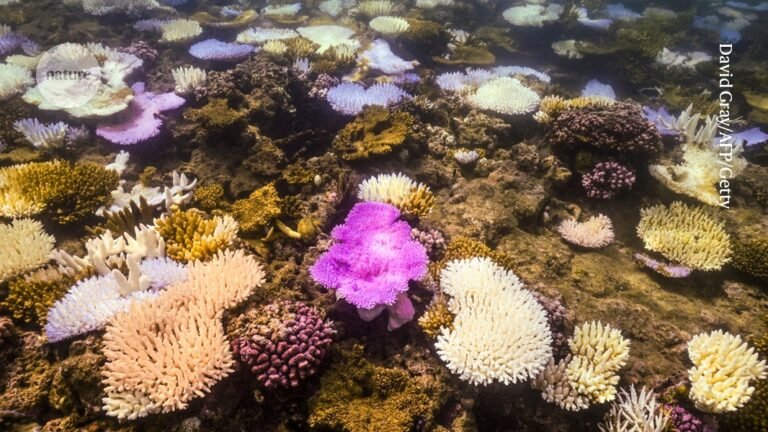 Coral die-off marks Earth’s first climate ‘tipping point’, scientists say Coral die-off marks Earth’s first climate ‘tipping point’, scientists say