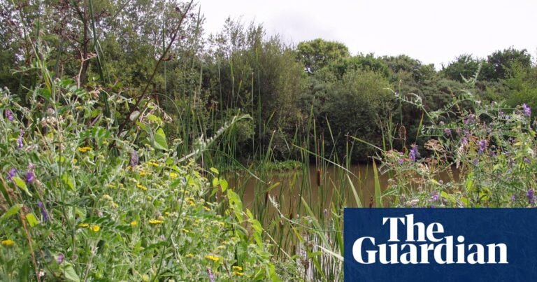 Developers encroach on 2000-year-old Devon wetland citing ‘blockages’ to Labour’s housing plans | Environment