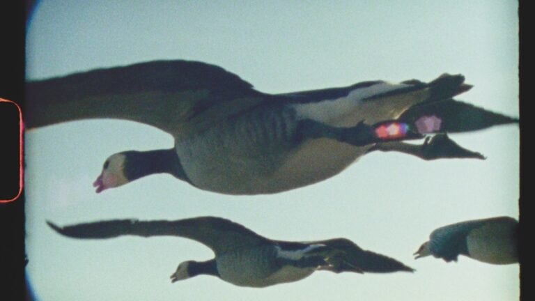 Ed Sayers LFF Film on Super 8, Global Love Letter 'Super Nature'