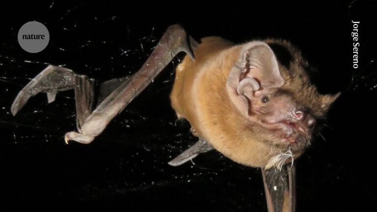 European bats capture migrating birds and eat them on the wing