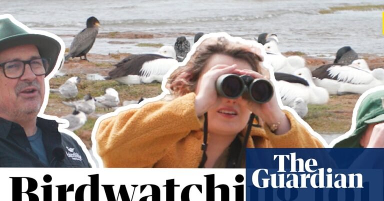 How do you even birdwatch? A comedian and birdwatching champion explain – video