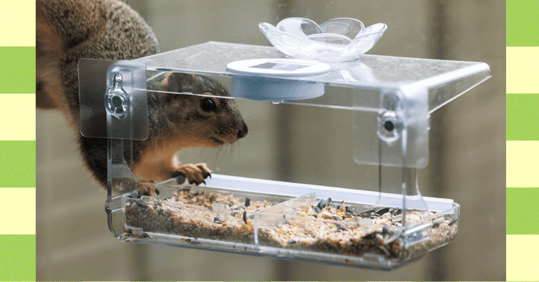 How to Keep Squirrels Off Bird Feeders (2025) How to Keep Squirrels Off Bird Feeders (2025)