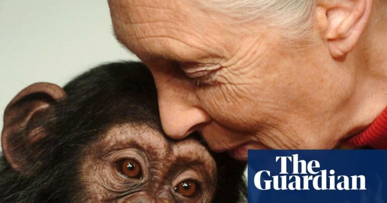 Jane Goodall, world-renowned primatologist, dies aged 91 | Jane Goodall
