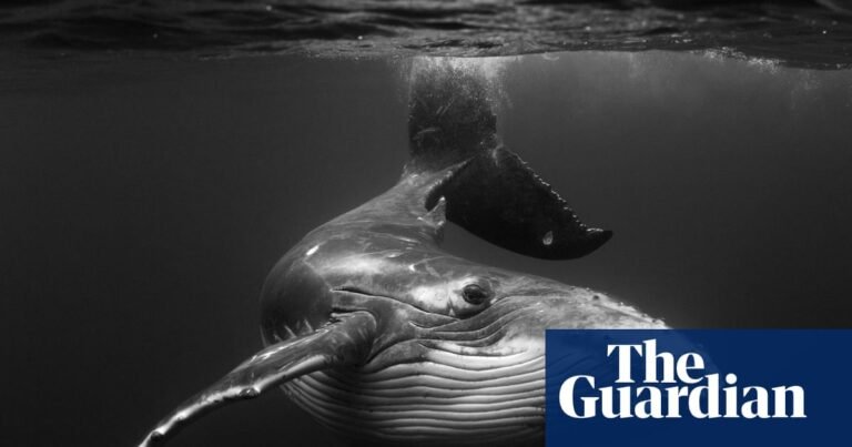 Jem Cresswell’s striking whale images – in pictures
