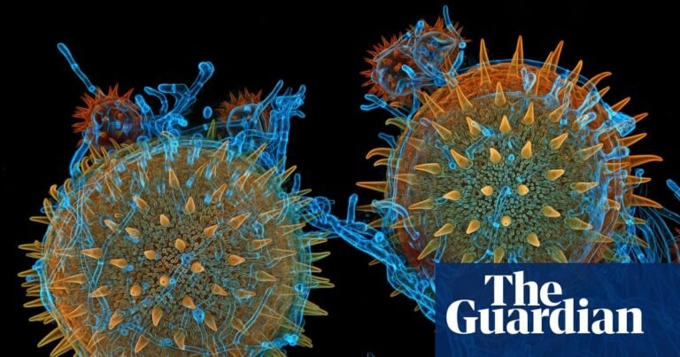 Magnifying the minuscule: Nikon Small World photomicrography 2025 – in pictures | Science