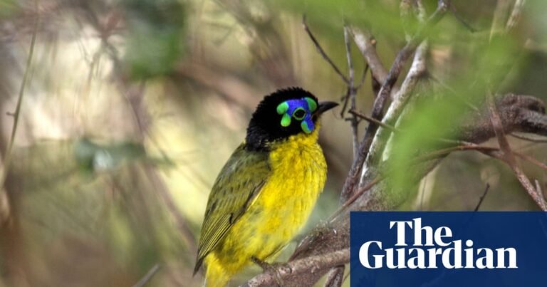 More than half of world’s bird species in decline, as leaders meet on extinction crisis | Birds
