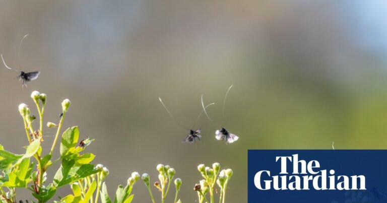 Night-flying insects over UK in decline, weather radar study reveals | Insects