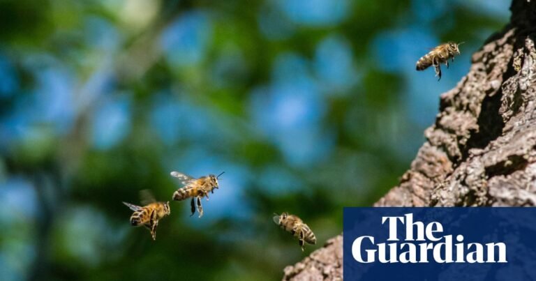 Number of wild bee species at risk of extinction in Europe doubles in 10 years | Bees Number of wild bee species at risk of extinction in Europe doubles in 10 years | Bees