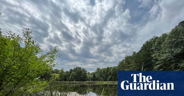 Ohio’s sole national forest could be wiped out as Trump targets land for logging | Ohio